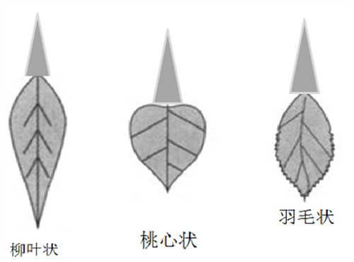 阴唇形状图示