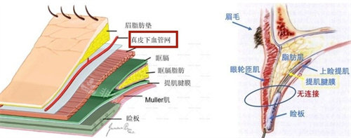 雙眼皮結構圖 雙眼皮結構圖