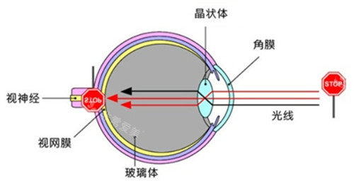 眼部结构解析图