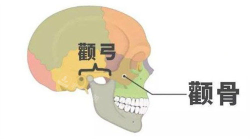 颧骨和颧弓