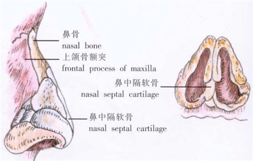 鼻部結(jié)構(gòu)圖 鼻部結(jié)構(gòu)圖