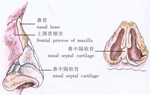 鼻部结构图