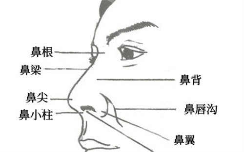 鼻部比例动画