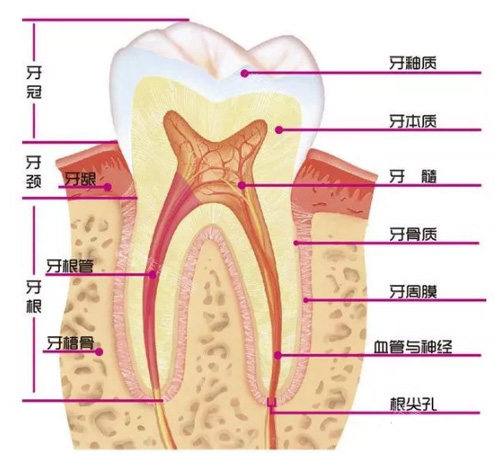 牙齿结构图示