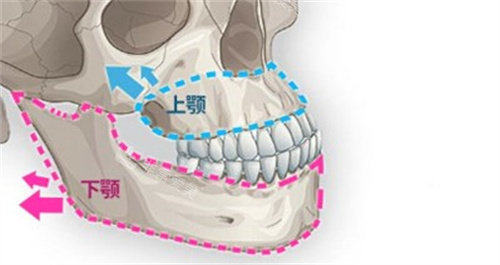 上颚和下颚关系图