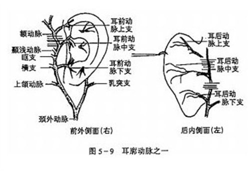 耳朵的血管