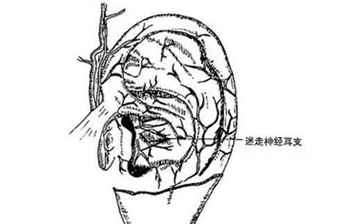 听力神经