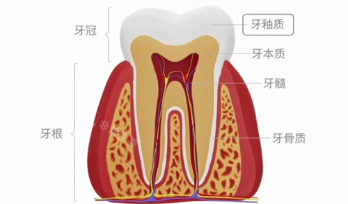 牙齿结构图