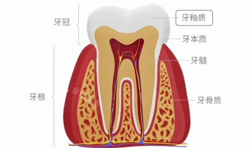 牙齒結(jié)構(gòu)圖 牙齒結(jié)構(gòu)圖