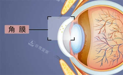 角膜位置图解