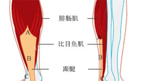 腿部肌肉组织图解