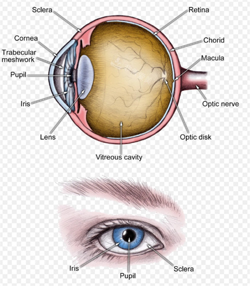 白内障眼睛内部结构和外观