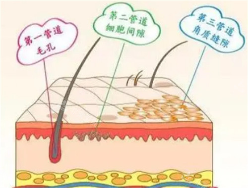 不同层次脂肪的样子