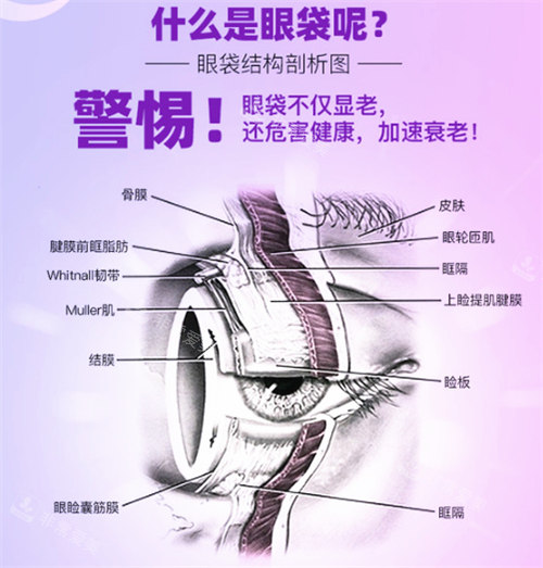 眼袋结构图