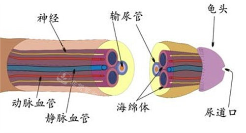 海绵体结构