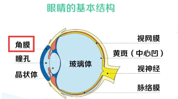 眼睛的基本机构展示