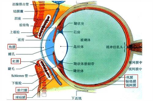 眼睛示意图
