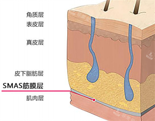 皮下不同层次组织图解