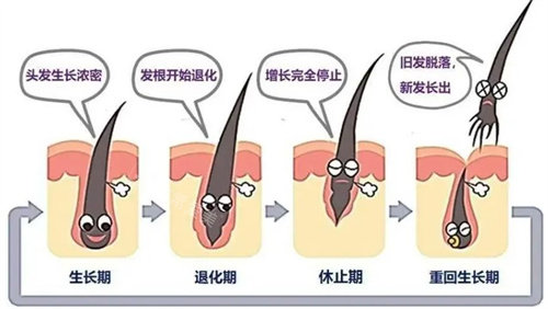 植发后头发的生长情况