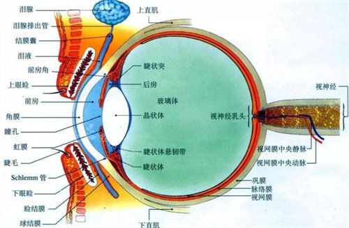 眼球结构图