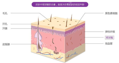 玻尿酸成分动画图