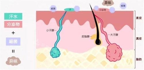 狐臭皮肤结构组织