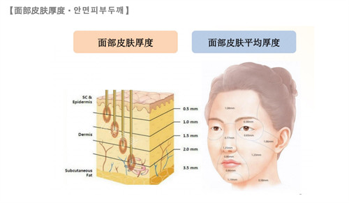 面部皮肤厚度图解