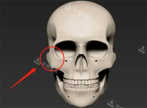面部骨骼细节图