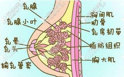 胸部结构图