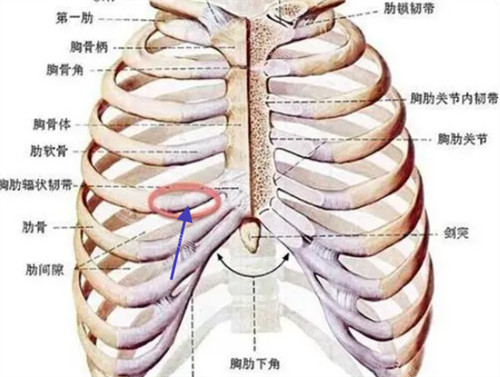 自体肋软骨隆鼻所取的骨头位置图解