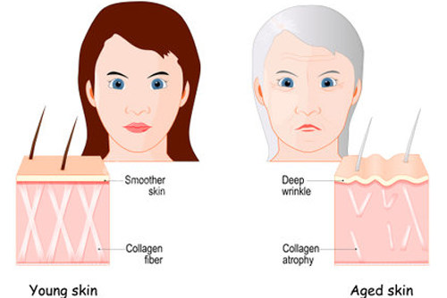 不同年龄段皮肤组织的区别图解