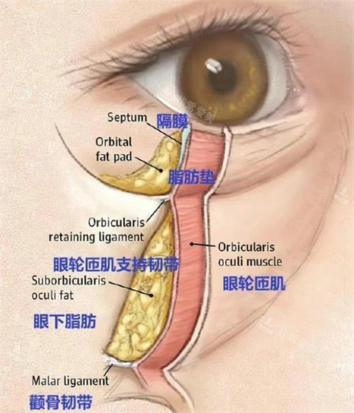 眼部组织结构图示