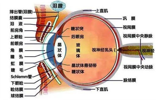 眼球结构图