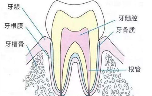 牙齿结构图
