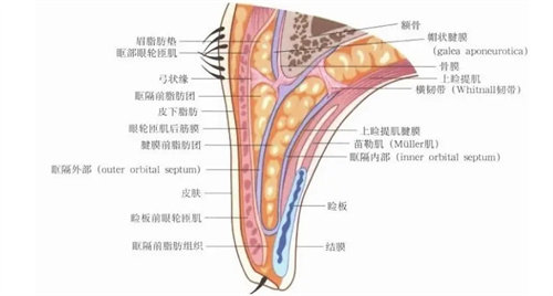 双眼皮结构图