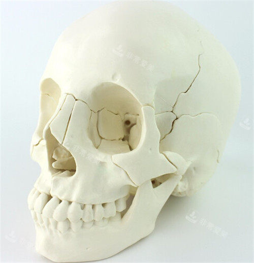 面部骨骼结构图