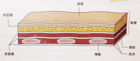 筋膜层动画图