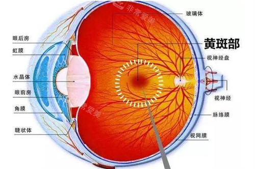 黄斑眼病的所在位置图解