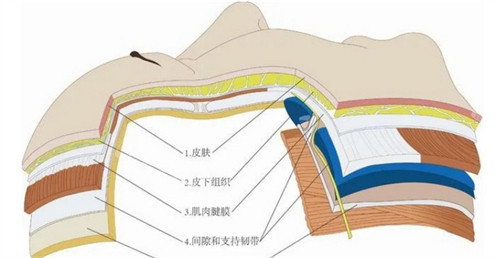 面部不同层次皮肤图解