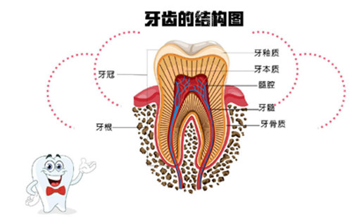 牙齿结构图