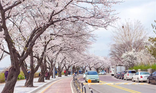 韩国樱花季,樱花打卡地点分享!强推汉江公园汝矣岛/首尔林/南山公园
