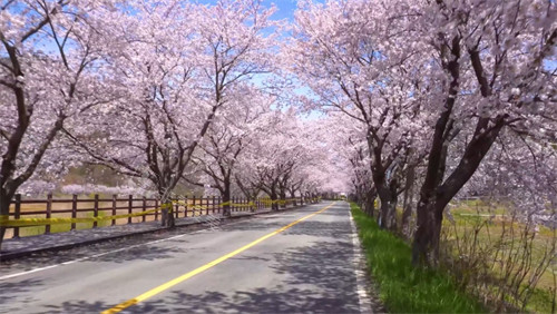 韩国首尔林樱花