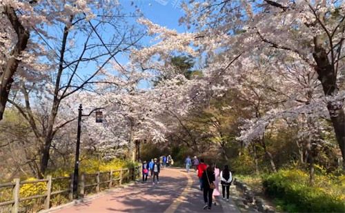 韩国南山公园樱花