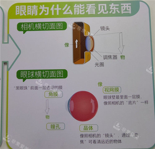 眼睛成像原理图解