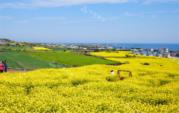 韓國濟州島油菜花田圖片