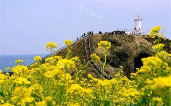 韩国济州岛油菜花图片