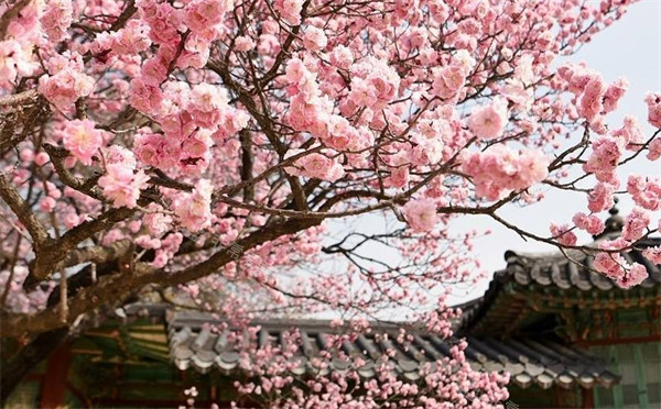韩国赏樱图片