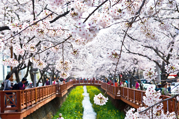 韩国首尔赏樱图片