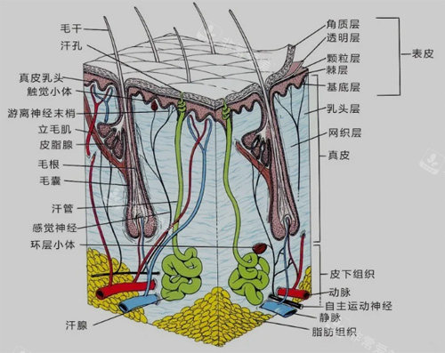 皮膚層次及結(jié)構(gòu)圖 皮膚層次及結(jié)構(gòu)圖