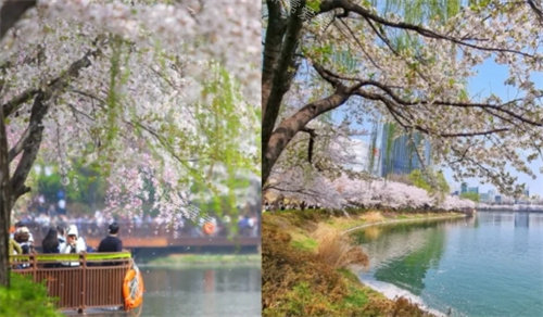 ​2024韩国赏樱花胜地及花期首尔篇，非常值得一探！